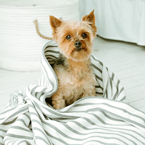 Oatmeal & Aloe Dog Shampoo and Conditioner