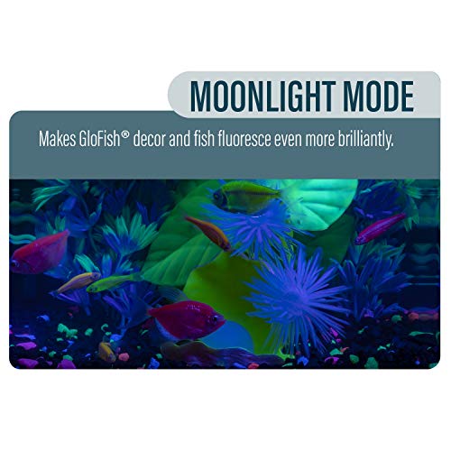GloFish LED Aquarium Kit with Filtration