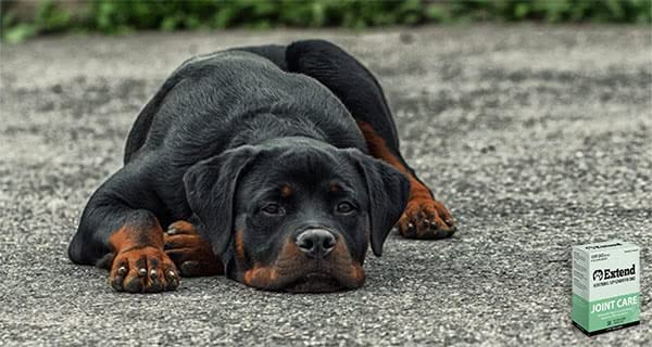 Joint Care for Dogs - Glucosamine, MSM & More