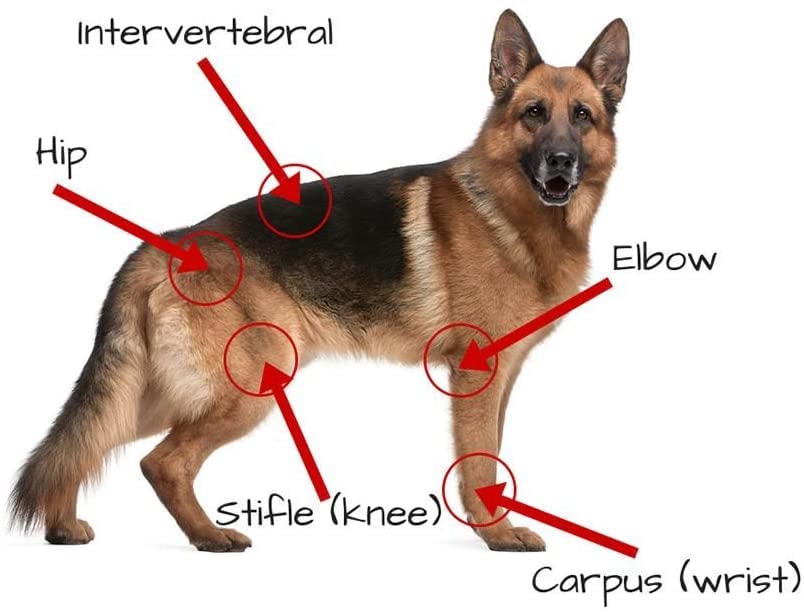 Joint Care for Dogs - Glucosamine, MSM & More