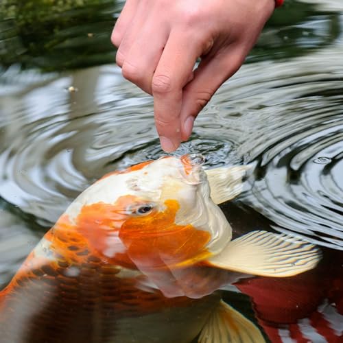 TetraPond Koi Vibrance Floating Pond Food, 5.18 lbs