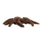 Kawaii Spindleshanks Spider Plush Toy - Small 14”