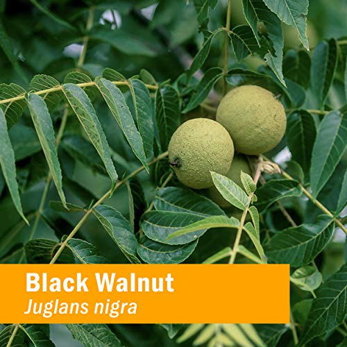 Herb Pharm Vegan Black Walnut Detox Extract - 1 oz