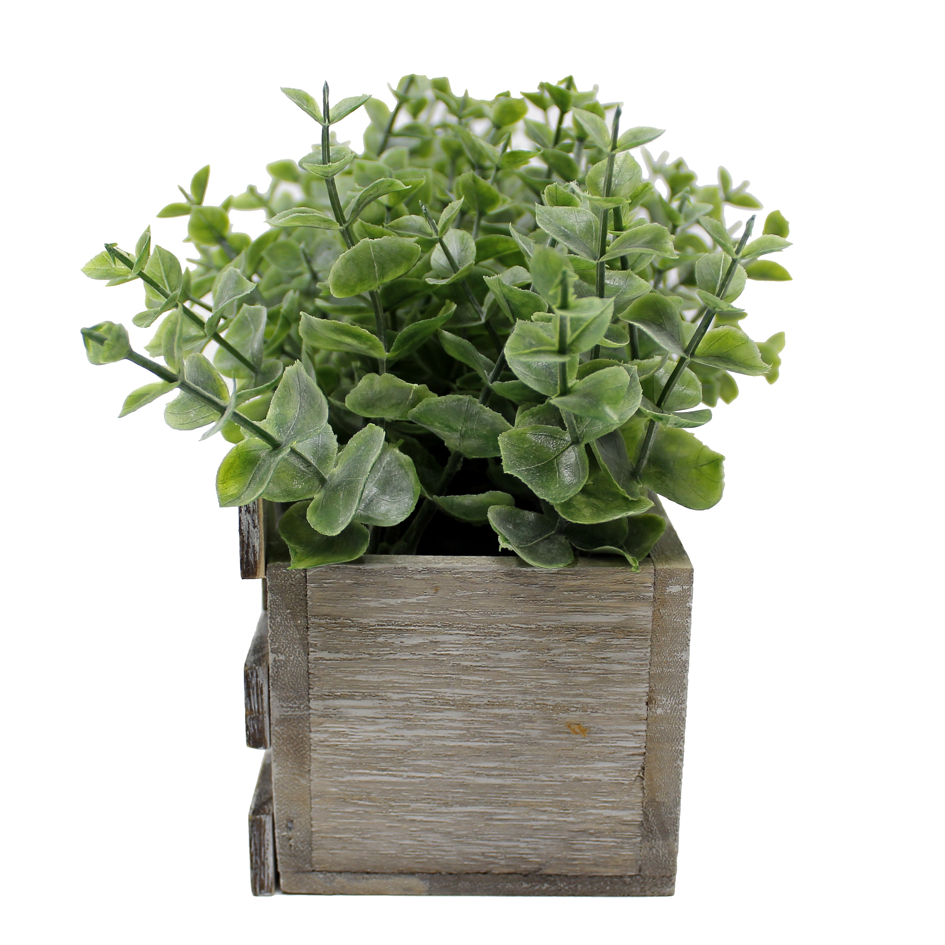 Eucalyptus Greenery Plant in Grey Wood Box