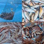 Collapsible Fishing Bait Trap - 2 Pack