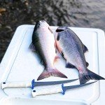 KastKing Spartacus 9" Fishing Fillet Knife