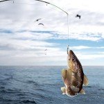 50 PCS Soft Plastic Fishing Lures – Forked Tail