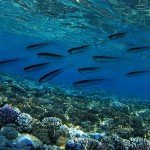 50 PCS Soft Plastic Fishing Lures – Forked Tail