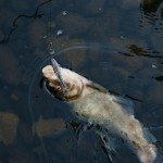 Lifelike Jointed Swimbait Lures for Freshwater Fishing