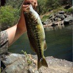 Panther Martin DSG6 Best of the Best Spinners Fishing Lure Kit - Assorted - Pack of 6