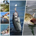 Fishing Lures for Freshwater and Saltwater, CHSMONB 6 Pcs Slow Sinking Most Lifelike Jointed Swimbait for Bass Trout Crappie Walleye Pike, Amazing Fishing Gifts for Men and Family Fishing