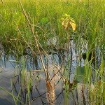 Seaguar AbrazX 100% Fluorocarbon Fishing Line 12lbs, 1000yds Break Strength/Length - 12AX1000