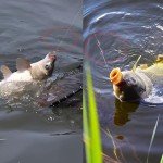 FREGITO 117PCS/100PCS/205pcs/250PCS, Weight Sinkers 6 Sizes Lead Weights Round Split Shot Sinker Removable Fishing Weights Sinkers