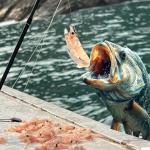 Grombolar Live Shrimp Hook Set, Carbon Steel Barbed Fishing Hooks, Freshwater Saltwater, Bass Carp Catfish Bait (6 Pieces, Sizes: 2/0, 3/0, 4/0)