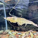 Grombolar Live Shrimp Hook Set, Carbon Steel Barbed Fishing Hooks, Freshwater Saltwater, Bass Carp Catfish Bait (6 Pieces, Sizes: 2/0, 3/0, 4/0)