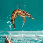 Grombolar Live Shrimp Hook Set, Carbon Steel Barbed Fishing Hooks, Freshwater Saltwater, Bass Carp Catfish Bait (6 Pieces, Sizes: 2/0, 3/0, 4/0)