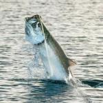 Grombolar Live Shrimp Hook Set, Carbon Steel Barbed Fishing Hooks, Freshwater Saltwater, Bass Carp Catfish Bait (6 Pieces, Sizes: 2/0, 3/0, 4/0)