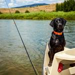 Telescopic Fishing Pole - 5.5-Foot Carbon Fiber Rod and Ambidextrous Reel Combo with Handy Carrying Case for Lake, Pond, or River by Wakeman (Black)