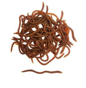 1.6in/3.3in Fishing Soft Lure Trout Worm Earthworm Bait Lifelike Fake Bloodworm Grub Worm Soft Fishing Lure Baits (Brown (50pcs/Pack), 3.3inch)