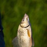 Barbless Fishing Hooks, 120pcs Barbless Trout Carp Hooks Circle Curve Shank Carp Fishing Fly Tying Hooks for Hair Rig Freshwater Saltwater (Size 10)