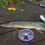 Gefischtter 205pcs Fishing Weight Sinkers Lead Weights Round Split Shot Sinker Removable Fishing Line Sinkers 5 Sizes