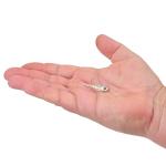 Berkley PowerBait Power Switch Fishing Bait, Silver Bullet, 1.75in, Irresistible Scent and Flavor, Ideal for Bass, Walleye, Panfish, Trout and More