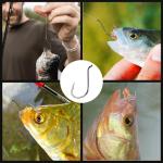 FishTrip Octopus Hooks Fishing Saltwater - 100pcs Offset Beak Fish Hooks/Closed Eye/Barded/Black for Fishing Rigs Bass Catfish 2/0