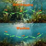 Weighted Texas Rig Hooks (Silver, Standard, 6.17, Ounces)