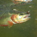 Goture 30pcs Lures Fly Fishing Flies Kit - Trout Bass Salmon Fishing Assortment - Dry Wet Streamers Nymphs