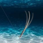 Senko Worms for Bass Fishing, 50PCS Soft Plastic Worms Stick Baits Kit for Ned Rig, 5" TRD Floating Fishing Lures for Bass Freshwater Saltwater