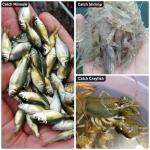 QualyQualy Umbrella Minnow Trap Net, Collapsible Fishing Bait Net with Rubber Coated Mesh & Steel Frame, Fish/Shrimp/Crayfish Trap Cast Net for Creek, Pond Fishing, Foldable Baitfish Catcher