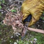 Morakniv Companion Fixed Blade Knife - 4.1" Orange