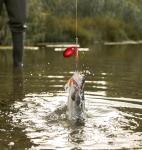 10Pcs Rooster Tail Fishing Lures, Rooster Tail Lures for Trout Bass & Salmon, Spinner Blades with Premium Hooks, Freshwater Streams & Rivers Fishing Gear