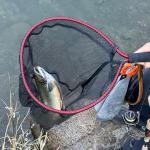 BasicGear Aluminum Fishing Landing Net (Rubber Coated Net)–Tear Resistant Net with Lightweight Frame, EVA Floating Grip, Anti-Loss Rope & Retractable Carabiner, for Fly Fishing, Kayak Fishing