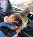 Trump Topwater Fishing Lure for Big Catch