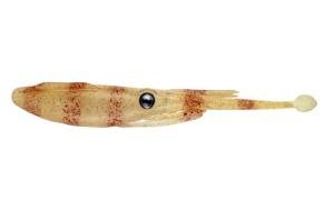 Nomad Design Live Ops Jerksquid 3.25” Unrigged Jerkshad Soft Bait Lure, Ultra-Realistic Squid with Reactor-UV & Glow, Natural Tiger (6 Pack), for Speckled Trout, Flounder & Black Sea Bass