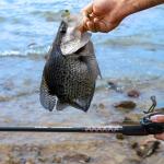 KastKing Brutus Fishing Rods, Casting Rod 5ft 6in-Medium - M Fast-2pcs