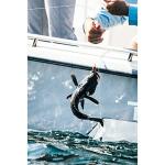 Berkley Gulp! Grub White, 6in