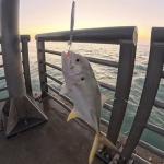 Navicatch Saltwater Fishing Lures Fishing Jigs Fishing Spoons for Striped bass, Pompano, Spanish Mackerel，Bluefish,Metal Jigging,Surf Fishing Jig, Multi-Color: Silver, Blue, Pink 3pcs. 2 1/8oz