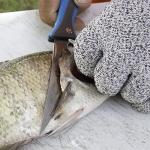 Smith's 51386 RegalRiver 4-Inch Folding Flex Fillet Knife – Blue – Stainless Steel Locking Blade – Pocket Knife – Fisherman Accessory – Carabiner – Portable – Fish Cleaning & Deboning