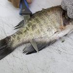 Smith's 51386 RegalRiver 4-Inch Folding Flex Fillet Knife – Blue – Stainless Steel Locking Blade – Pocket Knife – Fisherman Accessory – Carabiner – Portable – Fish Cleaning & Deboning