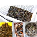 DAMIDEL 32in x 10in Folded Fishing Bait Trap, 10 Holes 10 Sides Foldable Fishing Nets for Fish/Crab/Shrimp/Crawdad, Upgrade Large Space,Bait Bag/Bait Box/Rope/Storage Bag