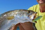 Yo-Zuri 3D Inshore Twitchbait Slow Sinking Mullet