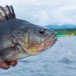 10pcs Luminous Soft Shrimp Fishing Lures Set