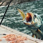 Xuvrir 6-Pack Barbed Fishing Hooks for Shrimp