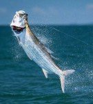 Xuvrir 6-Pack Barbed Fishing Hooks for Shrimp