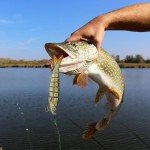 6-Piece Multi Jointed Lure Kit for All Waters