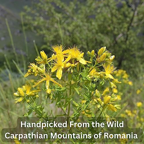 Organic St John's Wort Herbal Tea - 20 Bags