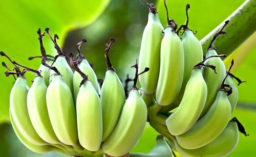 Inka Crops Sea Salt Plantain Chips - 12 Pack