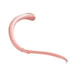 L.A. COLORS Blush Up Cheek & Lip Cream, Nude Glow CBL545